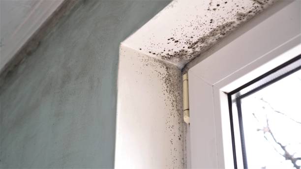 Best Real Estate Mold Inspection  in Druid Hills, GA