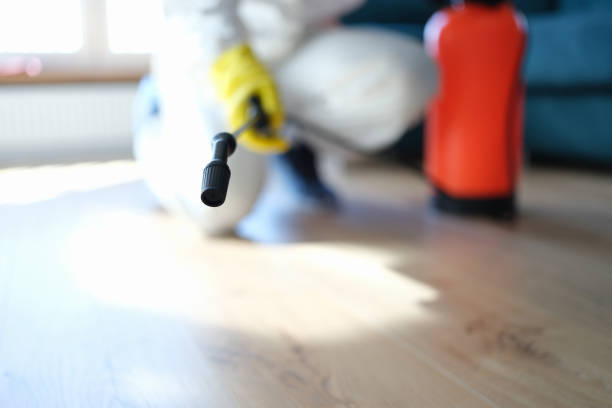 Best Black Mold Removal  in Druid Hills, GA