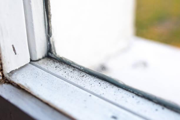 Reliable Druid Hills, GA Mold Removal Solutions